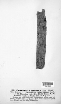 Candelariella vitellina image